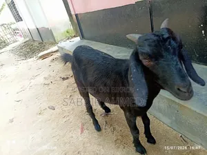 Local Female Goat