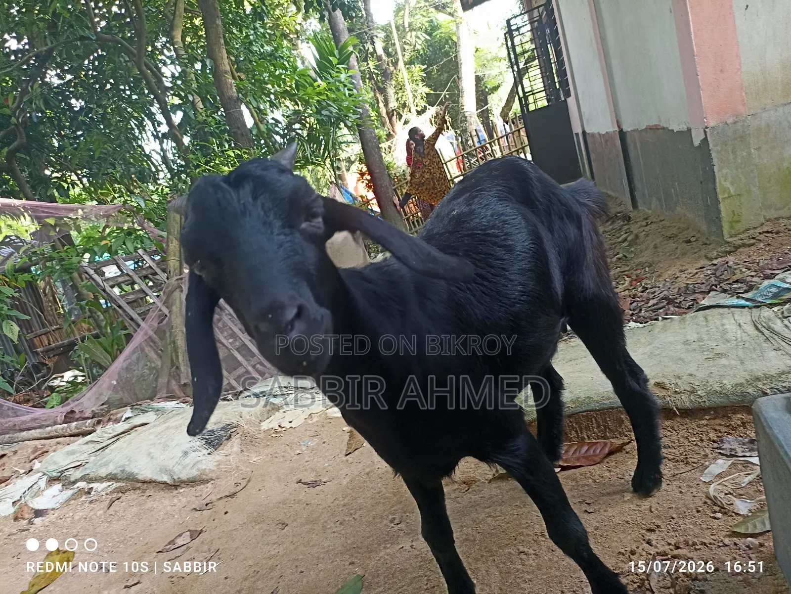 Local Female Goat