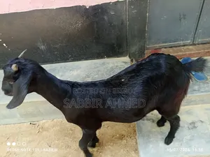 Local Female Goat