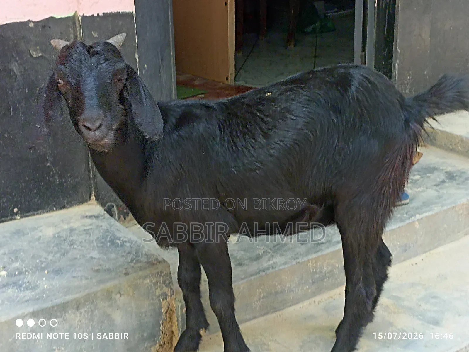 Local Female Goat
