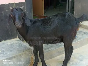 Local Female Goat