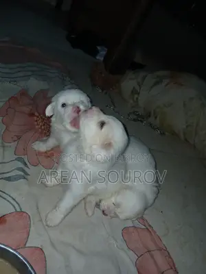 ০-১ মাস বয়সী পুরুষ বিশুদ্ধ জাতের লাসা আপসো