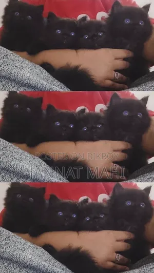 1-3 Months Male Purebred Persian