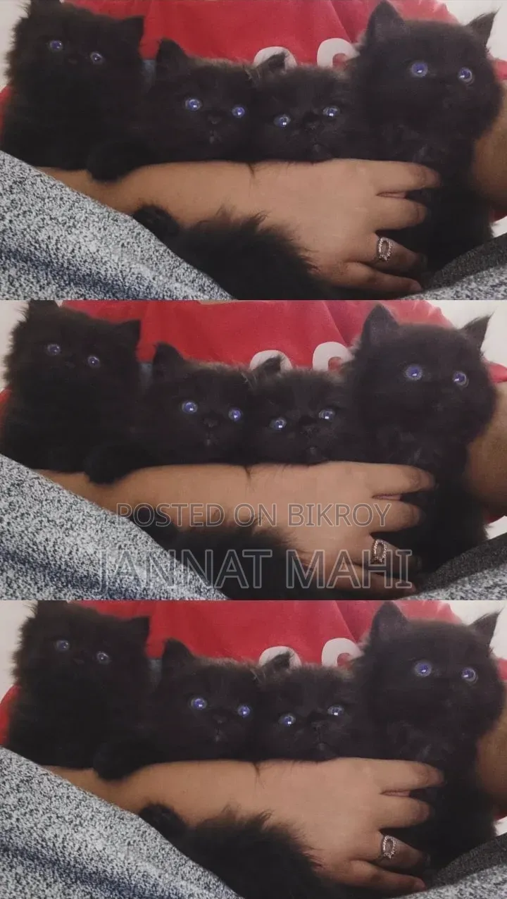 1-3 Months Male Purebred Persian