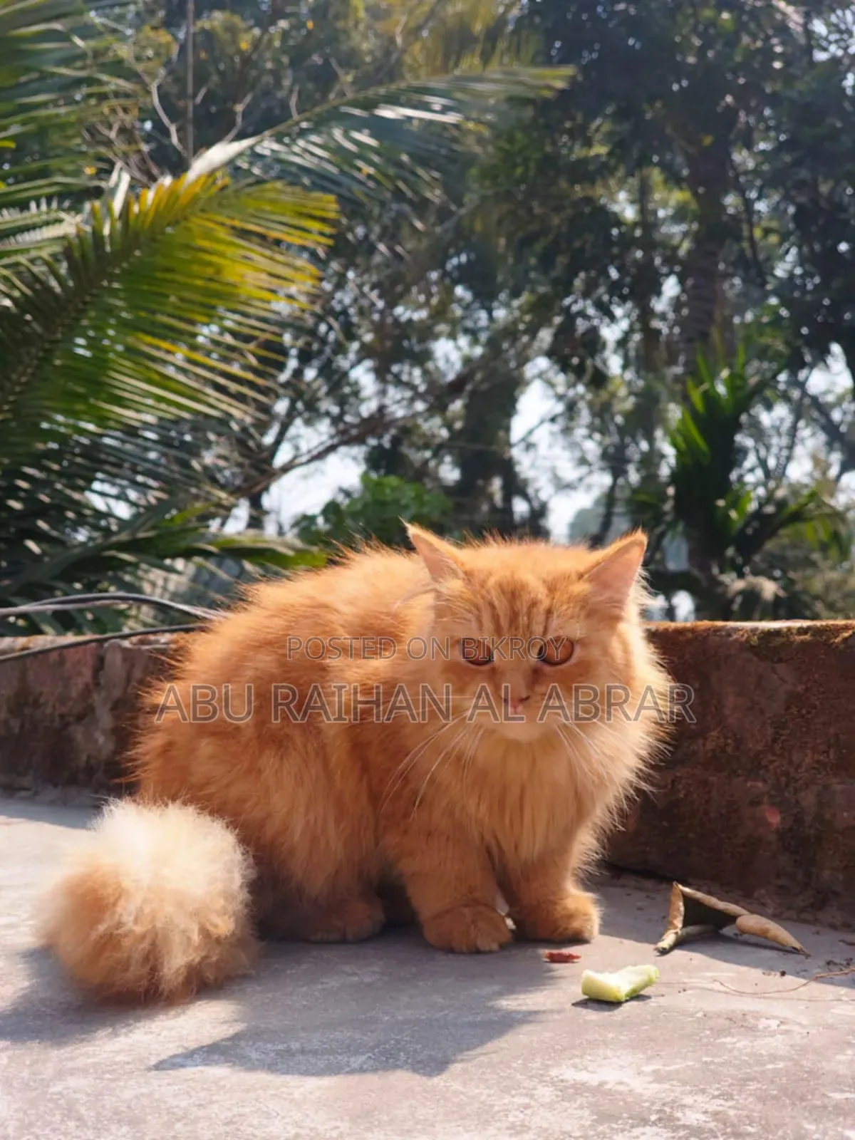 1+ Year Female Purebred Persian