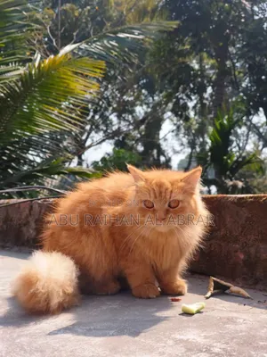 1+ Year Female Purebred Persian