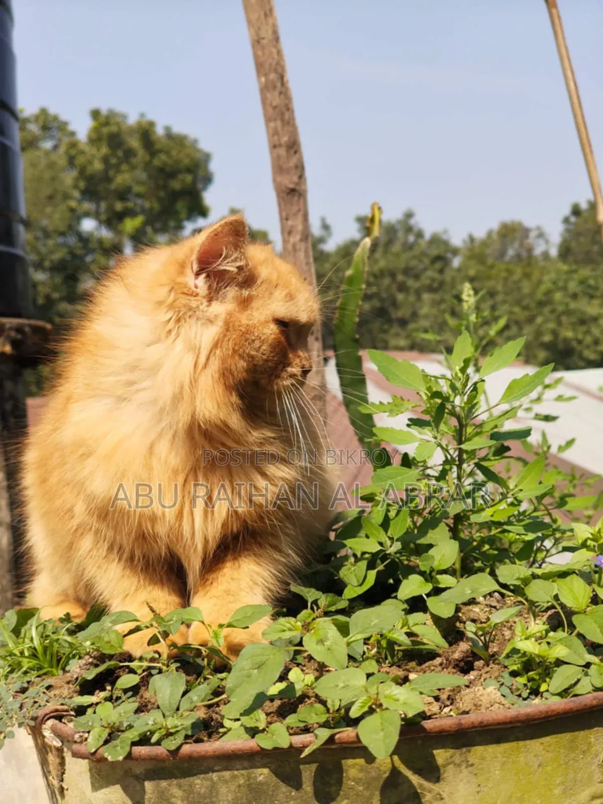 1+ Year Female Purebred Persian