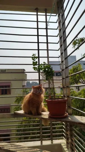 1+ Year Female Purebred Persian