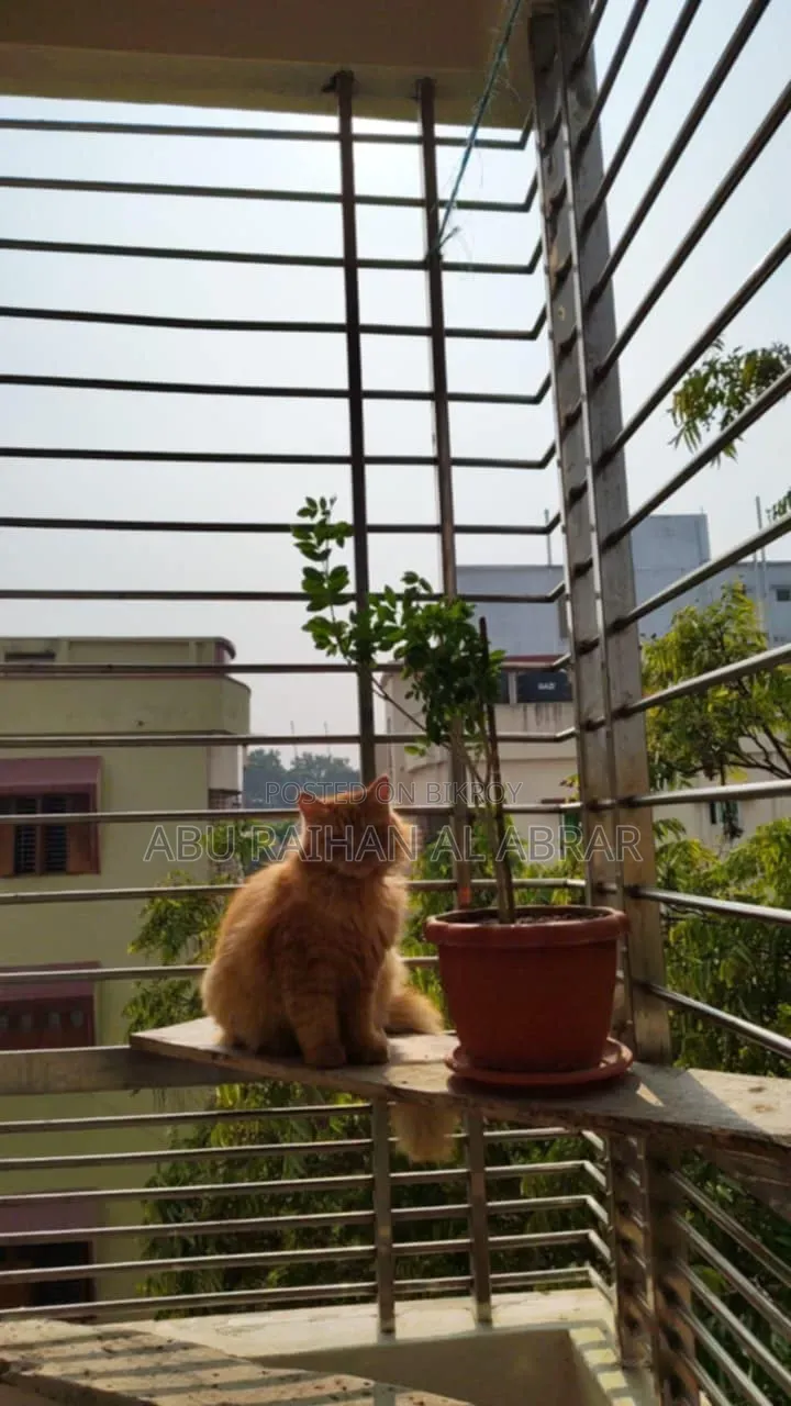 1+ Year Female Purebred Persian