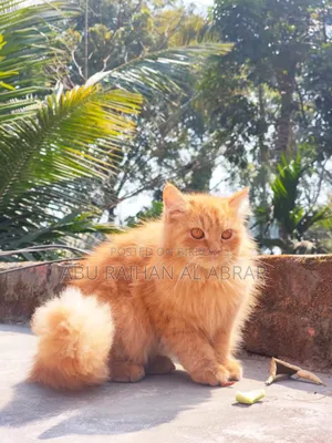 1+ Year Female Purebred Persian