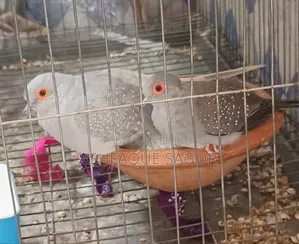 Diamond Dove (Adult Pair)