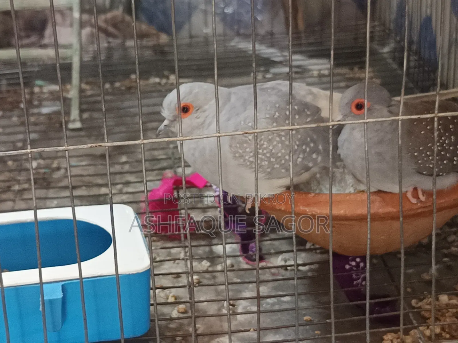 Diamond Dove (Adult Pair)