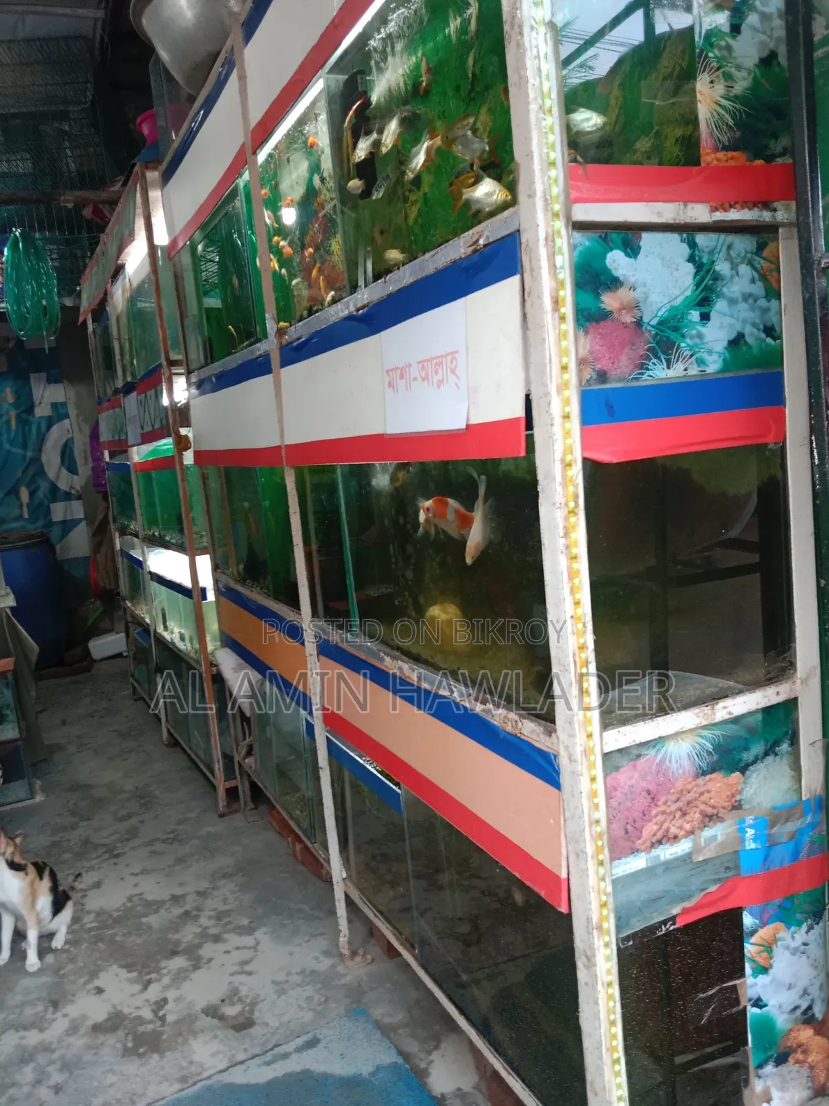 Fighter Fish and Aquarium