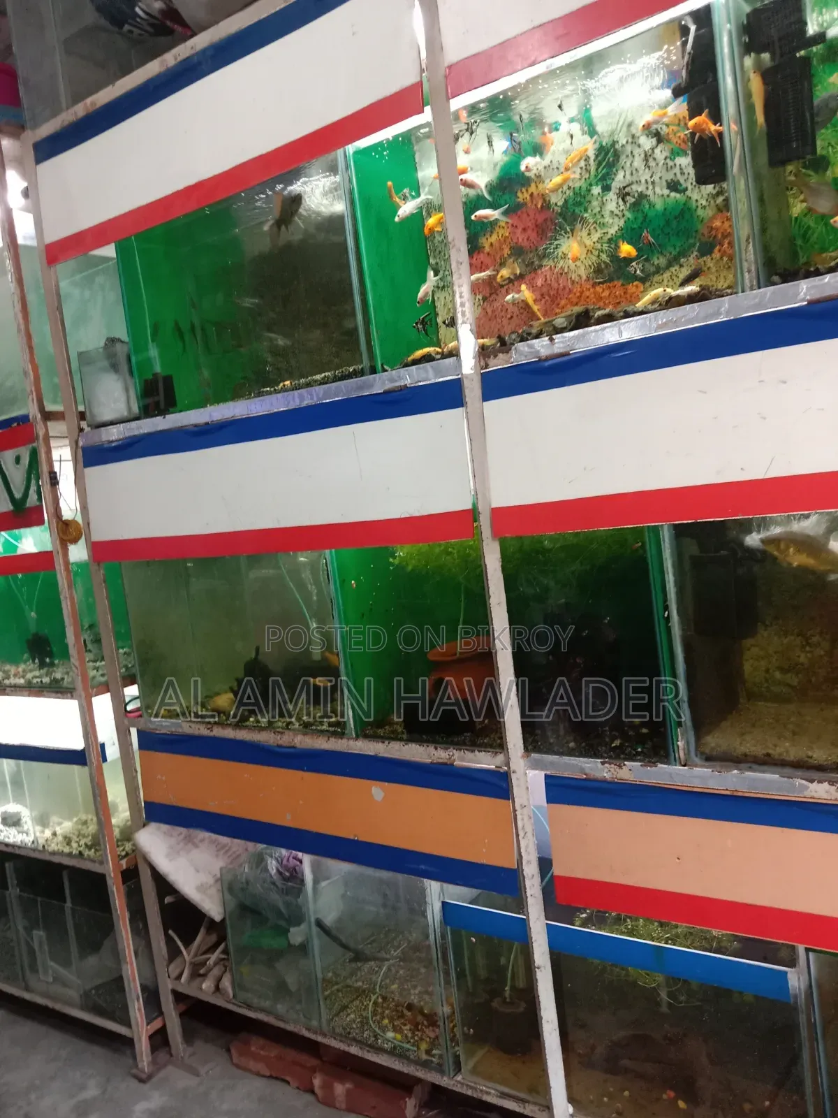 Fighter Fish and Aquarium