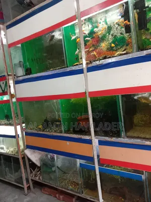 Fighter Fish and Aquarium