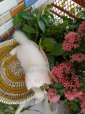 ১-৩ মাস বয়সী নারী খাঁটি পার্সিয়ান