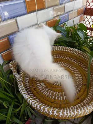 ১-৩ মাস বয়সী নারী খাঁটি পার্সিয়ান