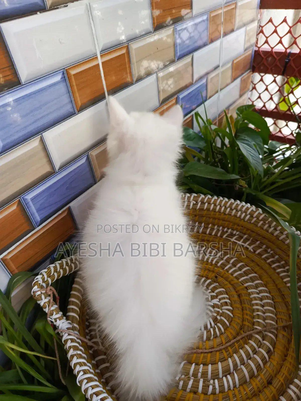 ১-৩ মাস বয়সী নারী খাঁটি পার্সিয়ান
