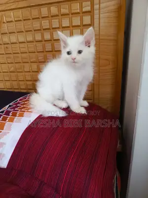 ১-৩ মাস বয়সী নারী খাঁটি পার্সিয়ান