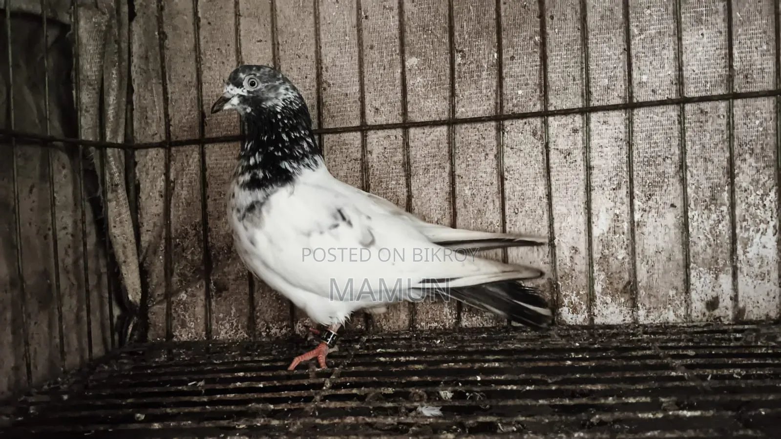 Giribaz Female Pigeon