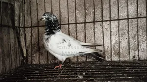 Giribaz Female Pigeon