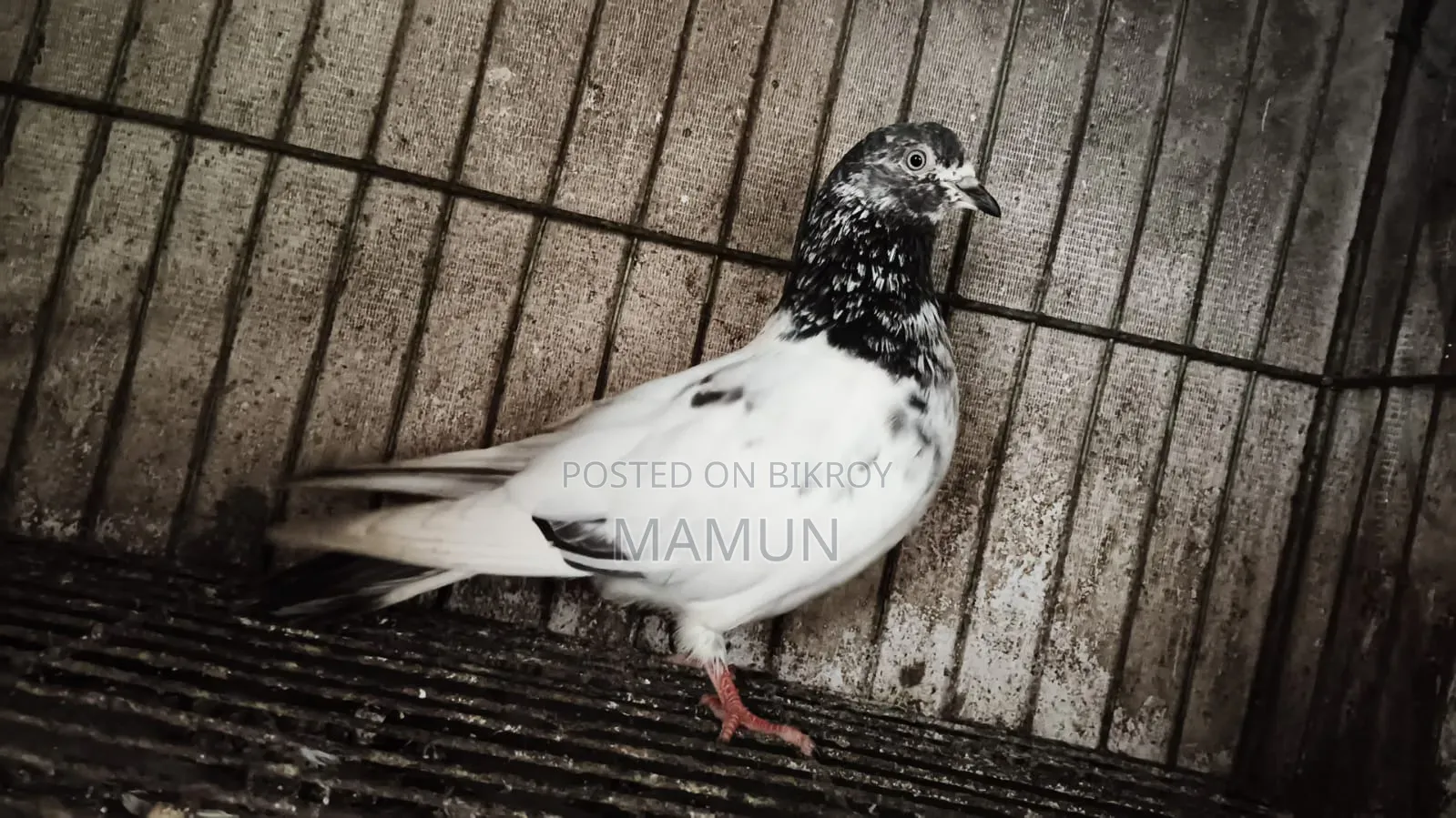 Giribaz Female Pigeon