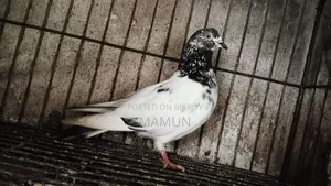 Giribaz Female Pigeon