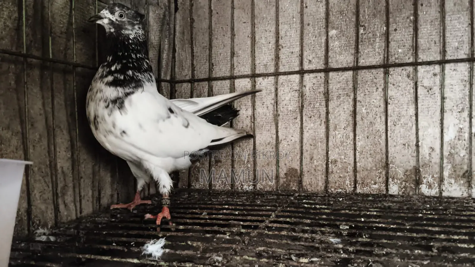 Giribaz Female Pigeon