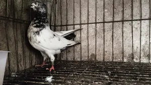 Giribaz Female Pigeon