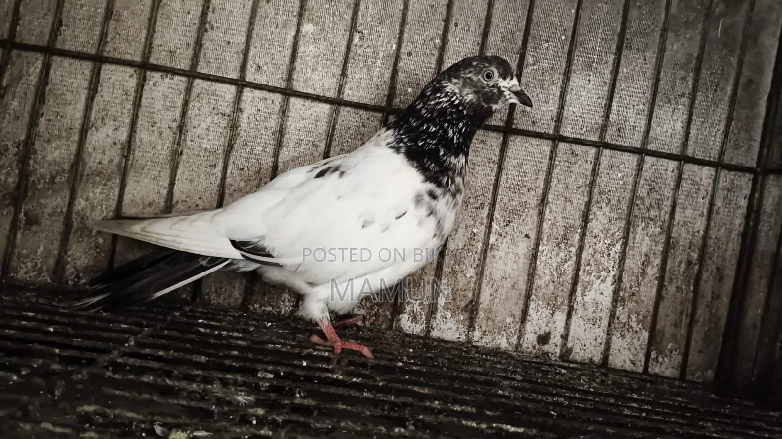 Giribaz Female Pigeon