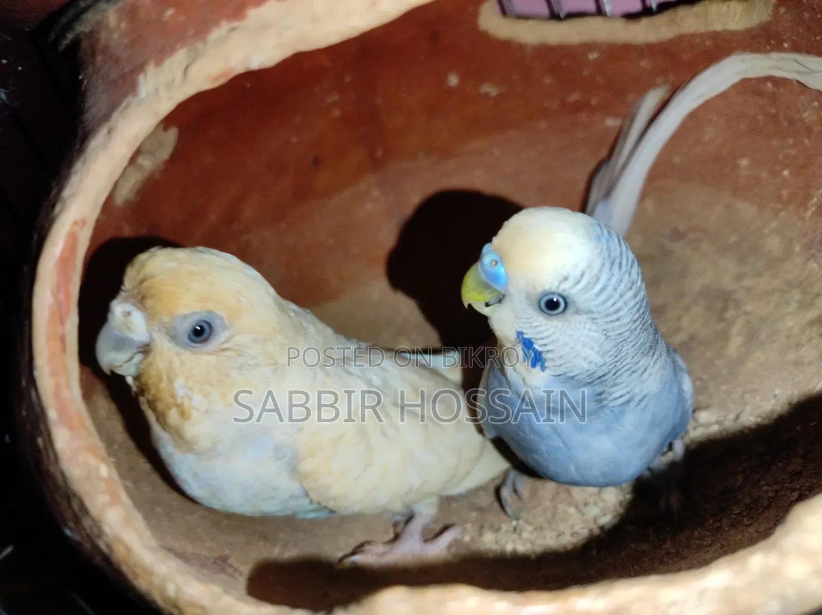 Budgerigar Bird