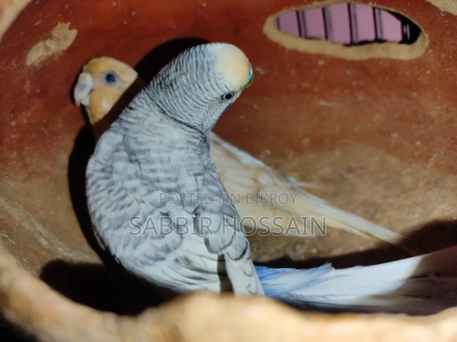 Budgerigar Bird