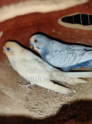 Budgerigar Bird