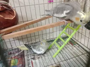 Cocktail Bird