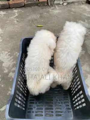 ০-১ মাস বয়সী পুরুষ পিওরব্রেড জাপানিজ স্পিটজ