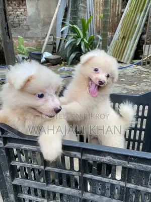 ০-১ মাস বয়সী পুরুষ পিওরব্রেড জাপানিজ স্পিটজ