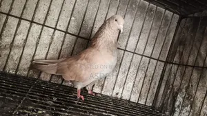 Male Pigeon