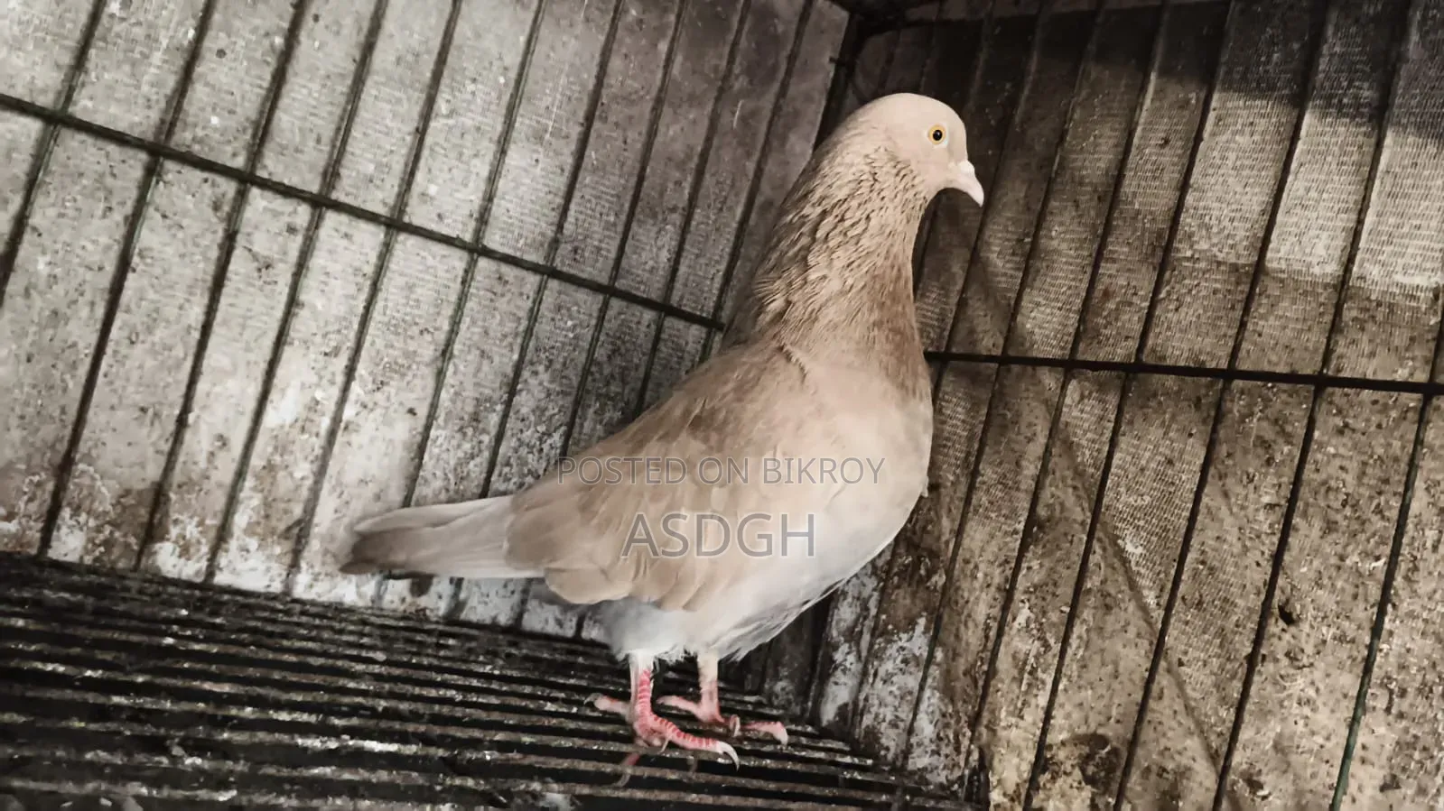 Male Pigeon
