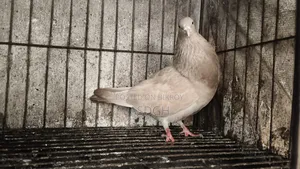 Male Pigeon