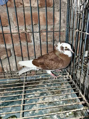 Pigeon pair with chicks for sale