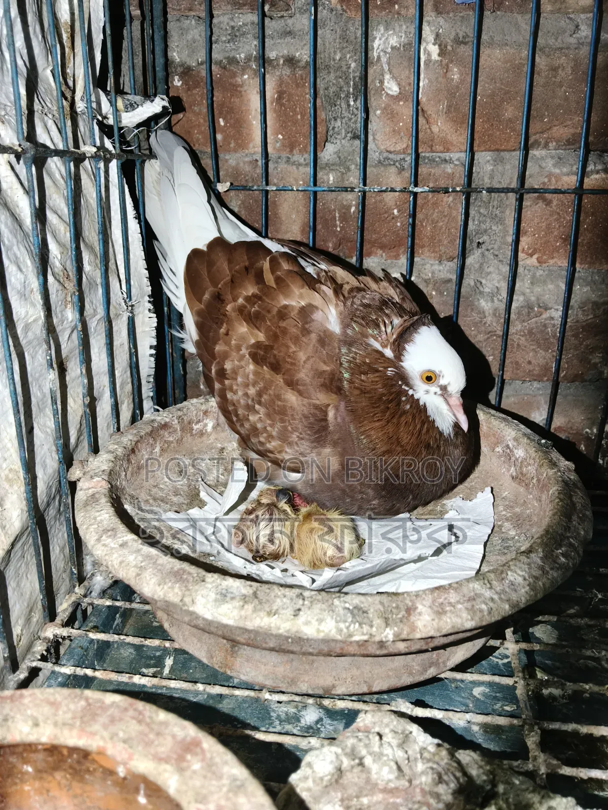 Pigeon pair with chicks for sale