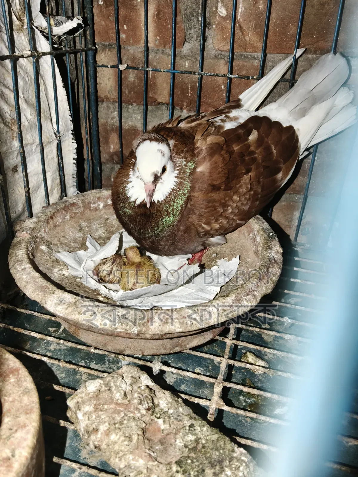 Pigeon pair with chicks for sale