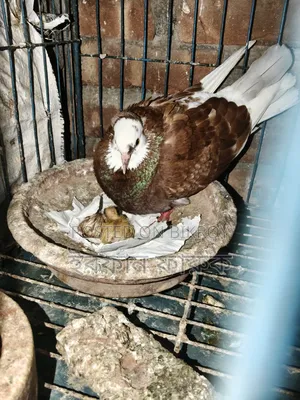Pigeon pair with chicks for sale