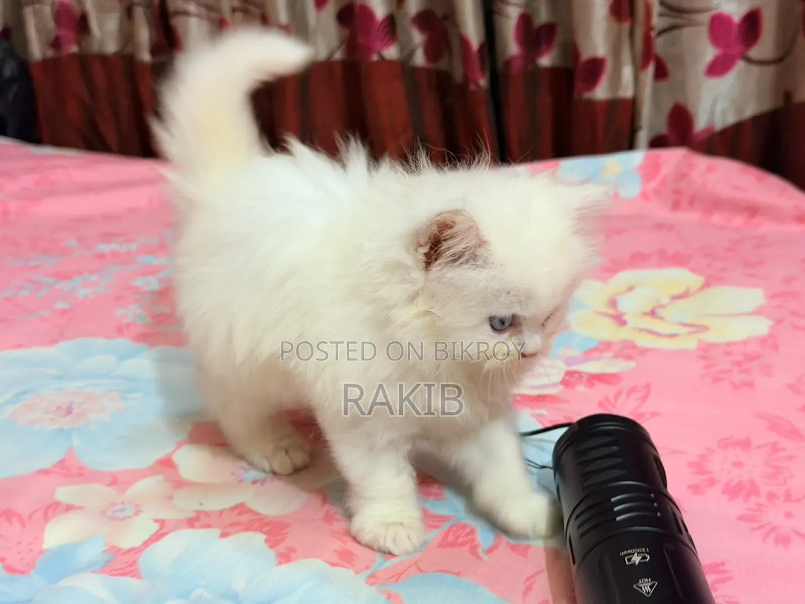 1-3 Months Female Purebred Persian
