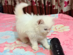 1-3 Months Female Purebred Persian