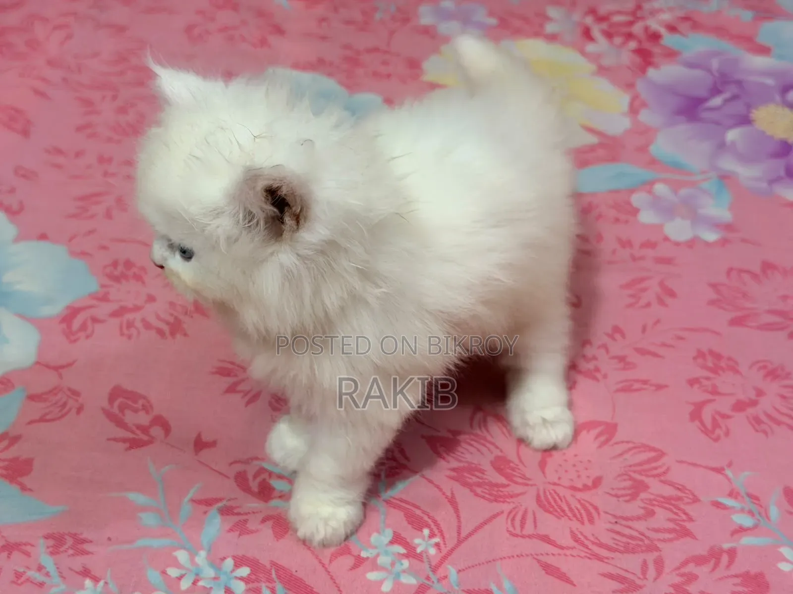 1-3 Months Female Purebred Persian
