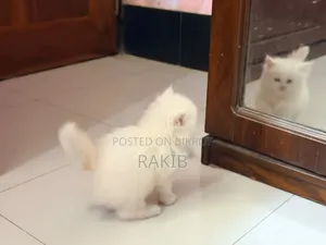1-3 Months Female Purebred Persian