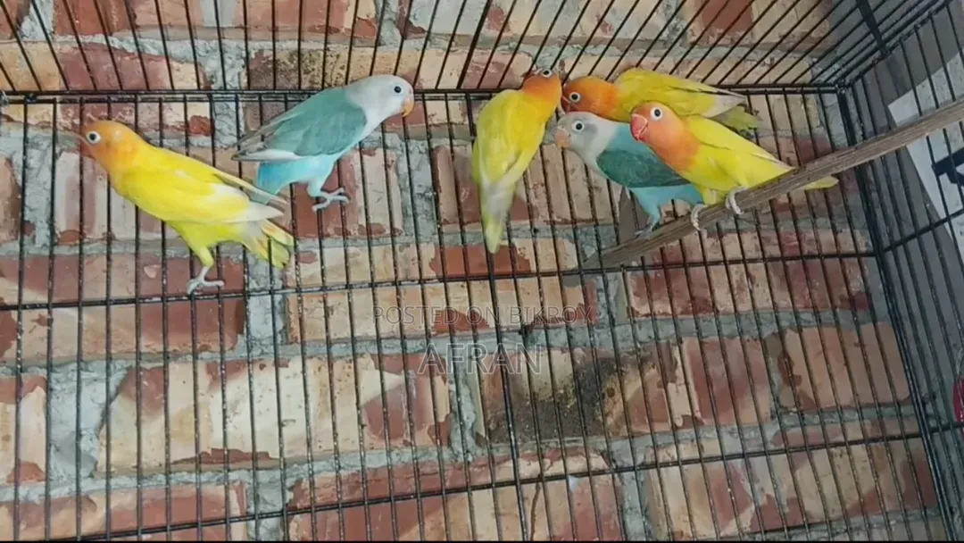 New Running Lovebird