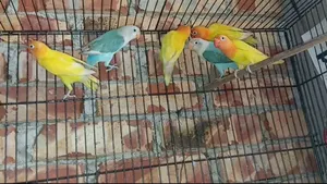 New Running Lovebird