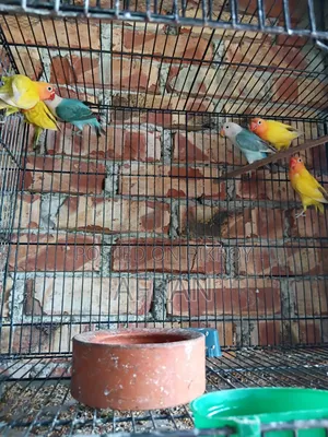 New Running Lovebird
